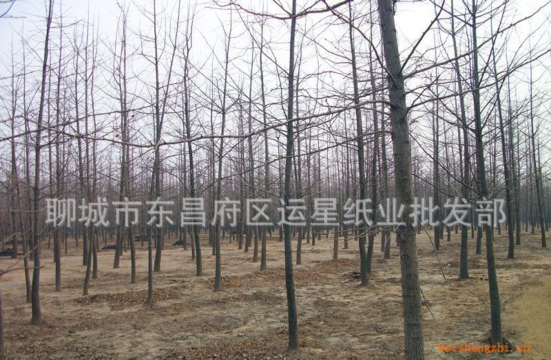 银杏树，白果树，园林绿化苗木，优质银杏苗木基地