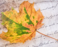 人民币明年有望升至6关口 造纸行业或整体延续向上行情