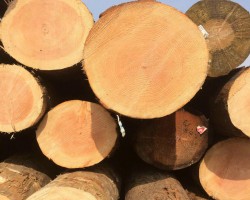 多地纸巾涨价：2020年我国纸巾相关企业注册量同比增长46%